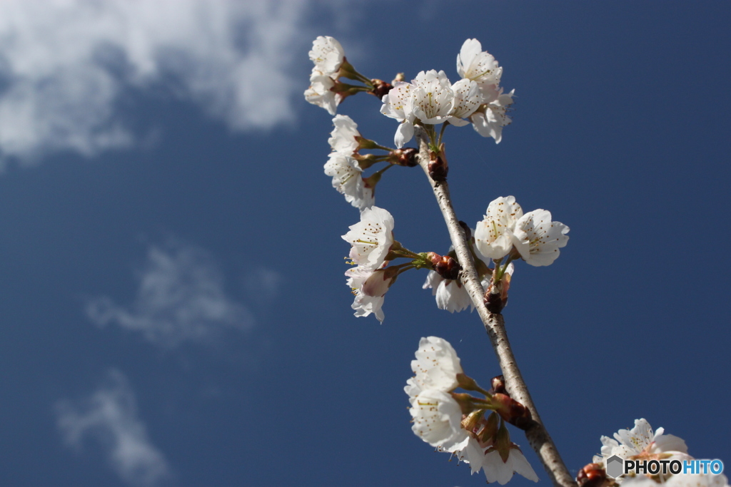 梅の花8