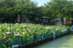 ハス　2