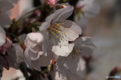 さくら2
