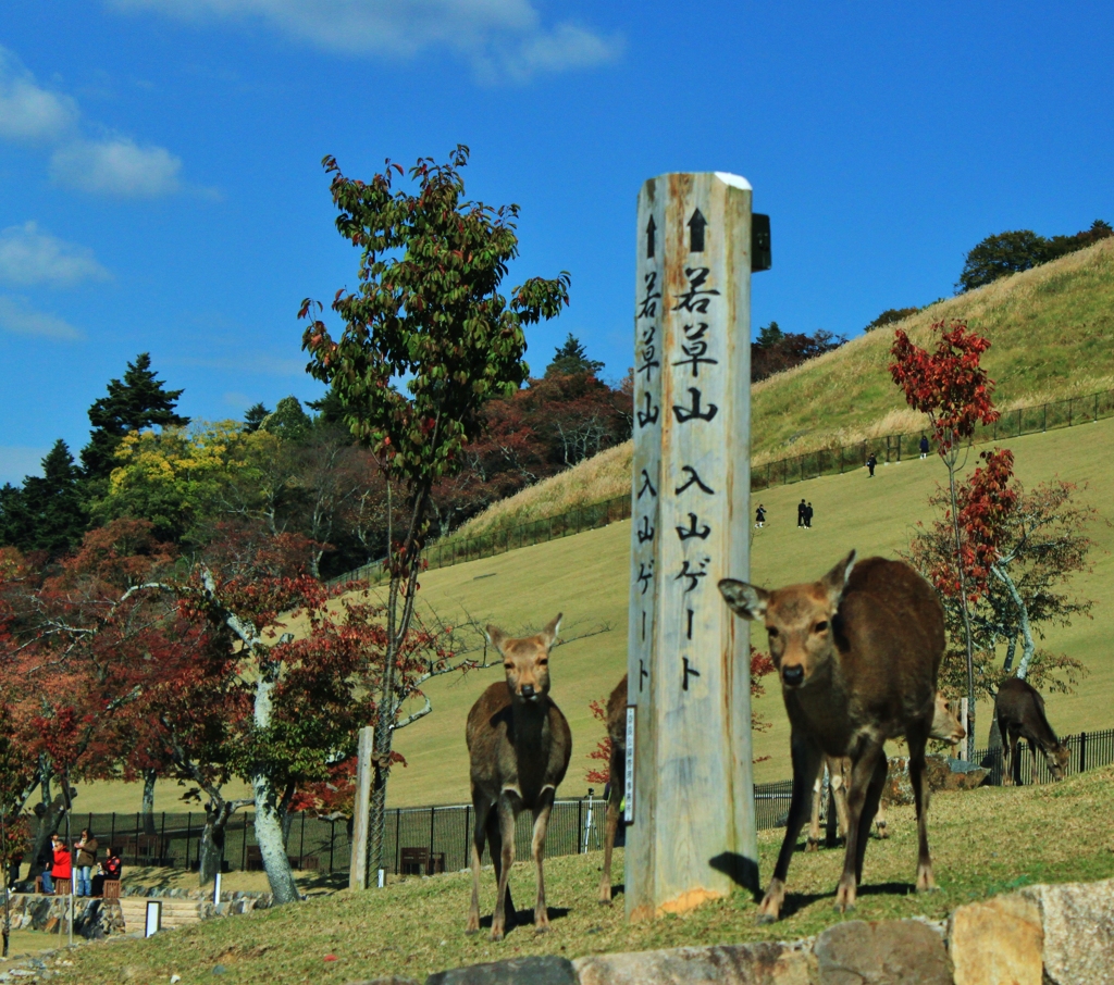 奈良公園　1