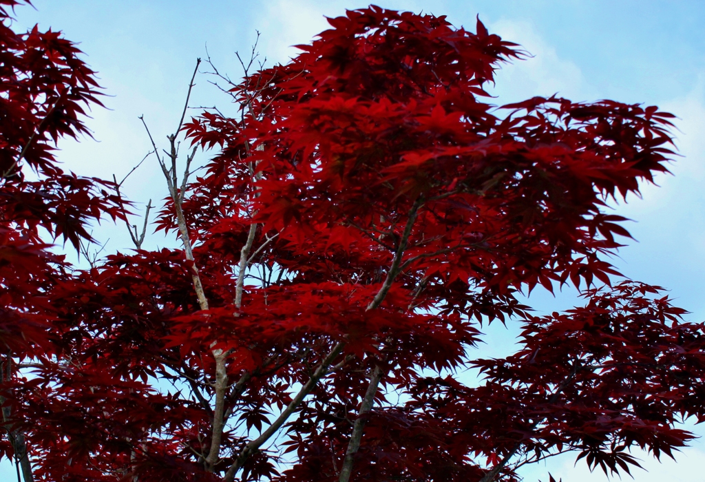 紅色