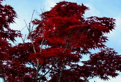 紅色