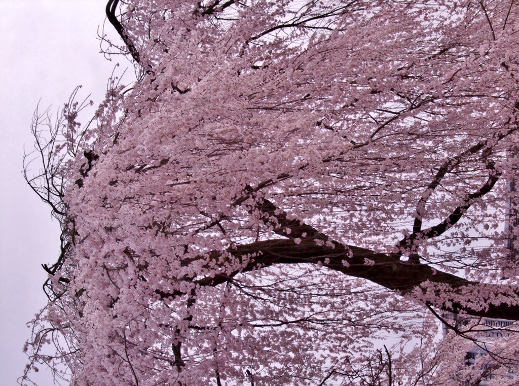 京都醍醐寺の桜　3