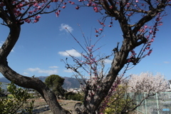 青空と梅