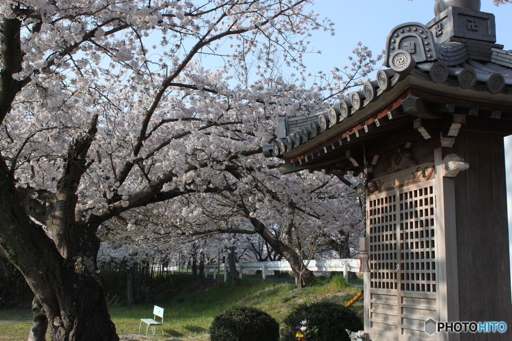 ほこらと桜
