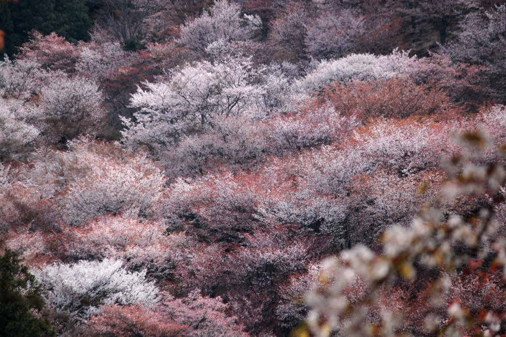 吉野山の桜　1