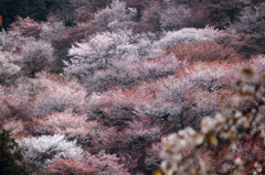 吉野山の桜　1