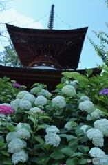 紫陽花　4