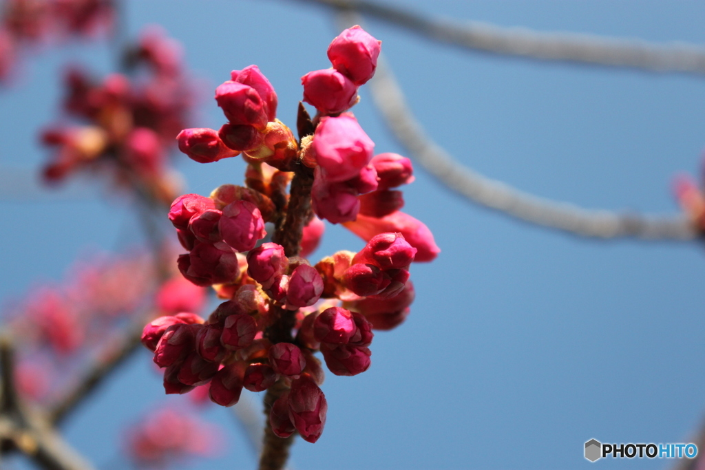 早咲き桜2