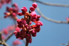 早咲き桜2