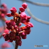 早咲き桜2