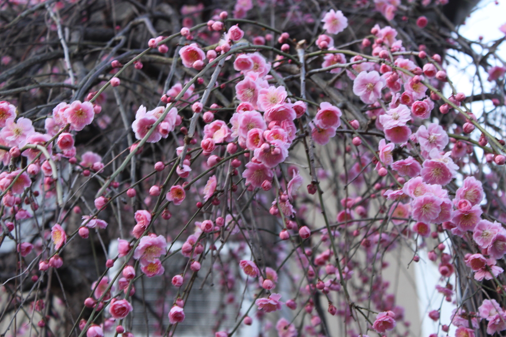 梅の花　3