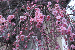 梅の花　3