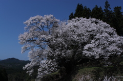 奈良県千年桜