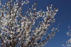 梅の花6