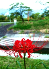 彼岸花　1