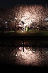 奥田の夜桜