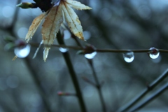 水玉模様