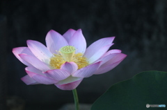 ハス　6