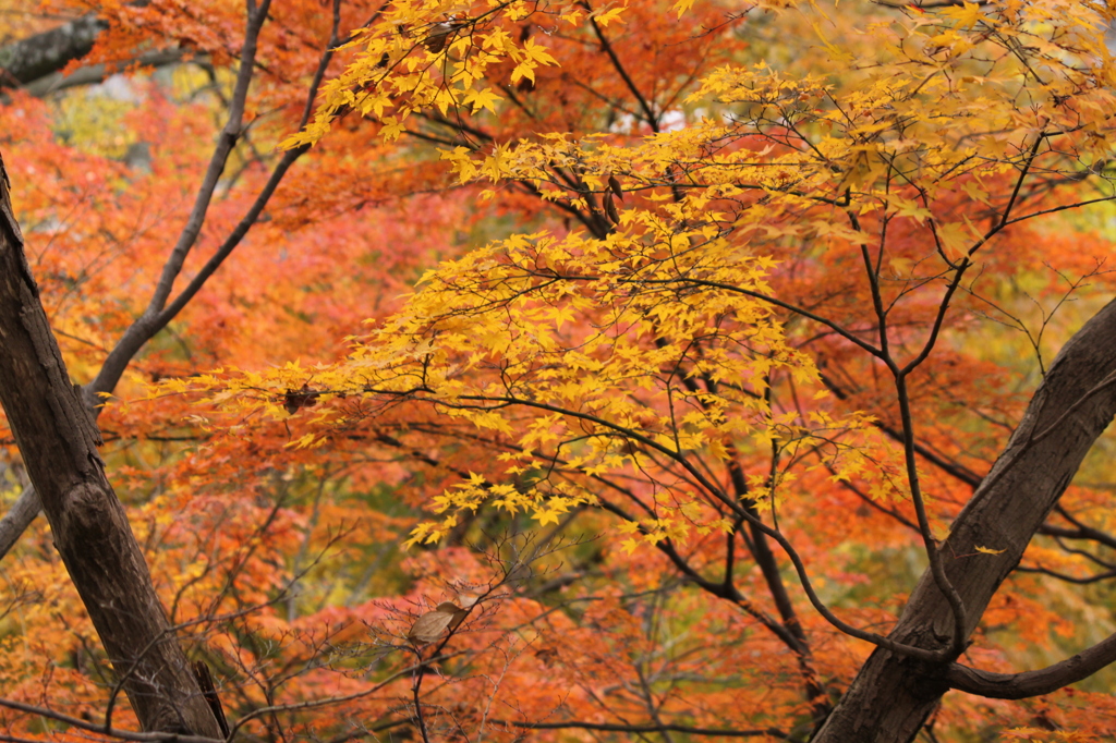 竜田川の紅葉　5