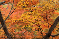 竜田川の紅葉　5