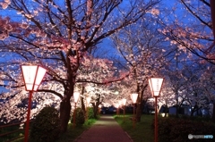 夜桜
