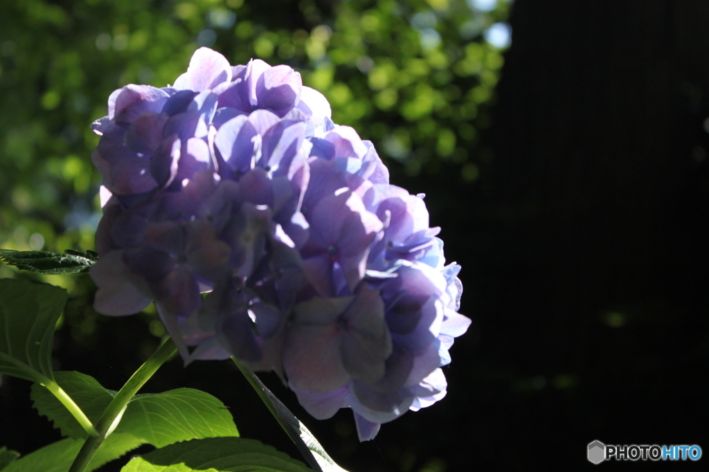 紫陽花1