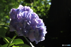 紫陽花1