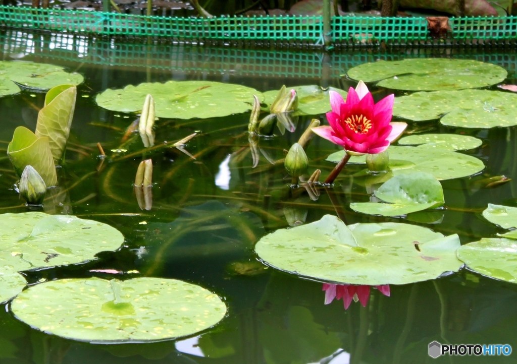 水蓮