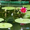 水蓮