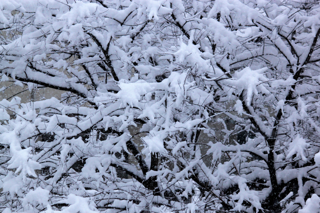 雪