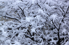 雪