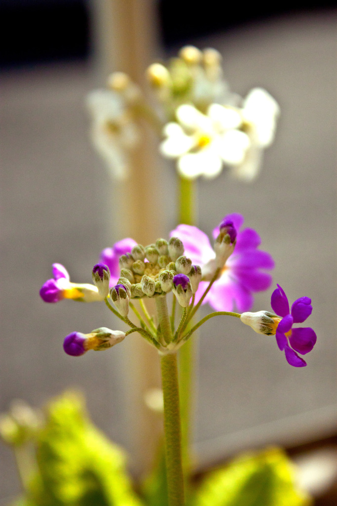 春の花　3