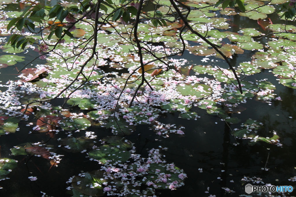 花びらで？