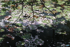 花びらで？