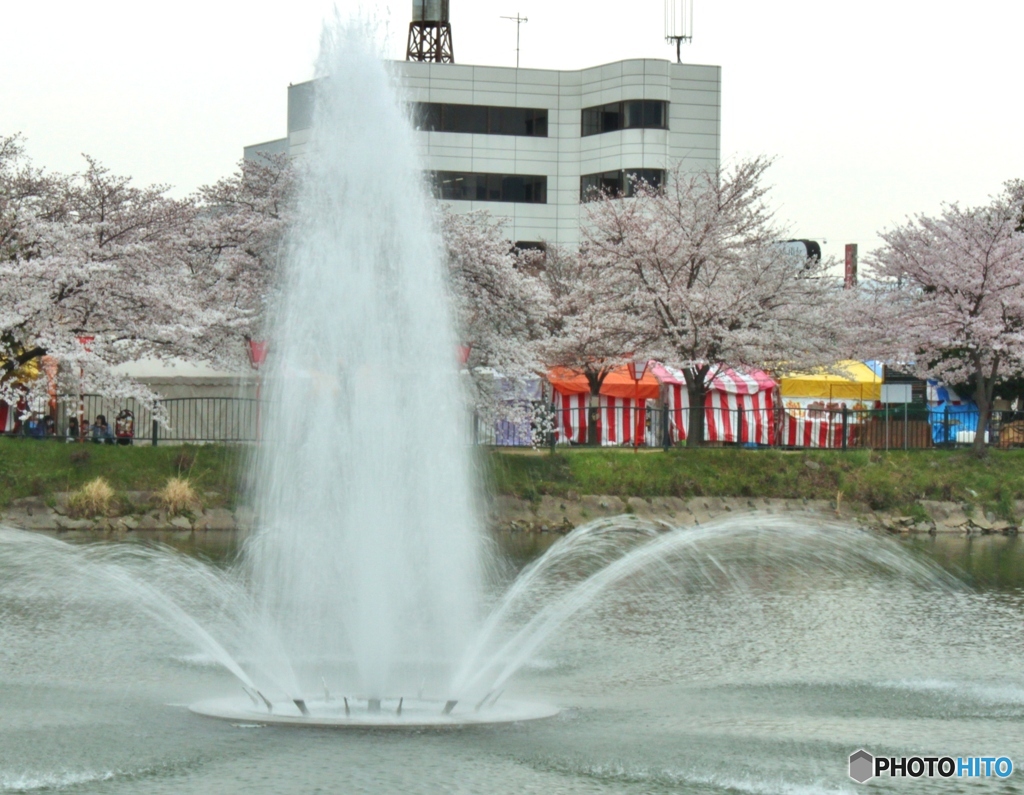 桜と噴水