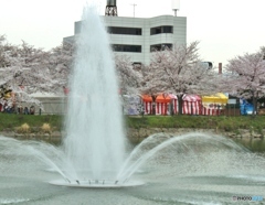 桜と噴水