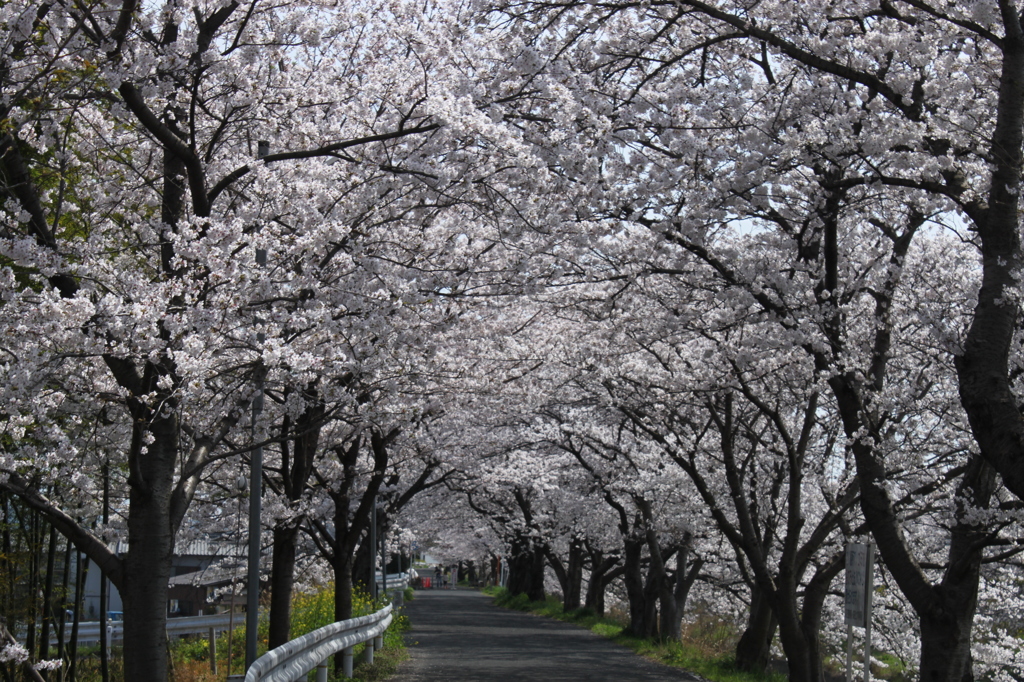 公園の桜　2