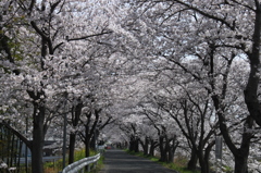 公園の桜　2