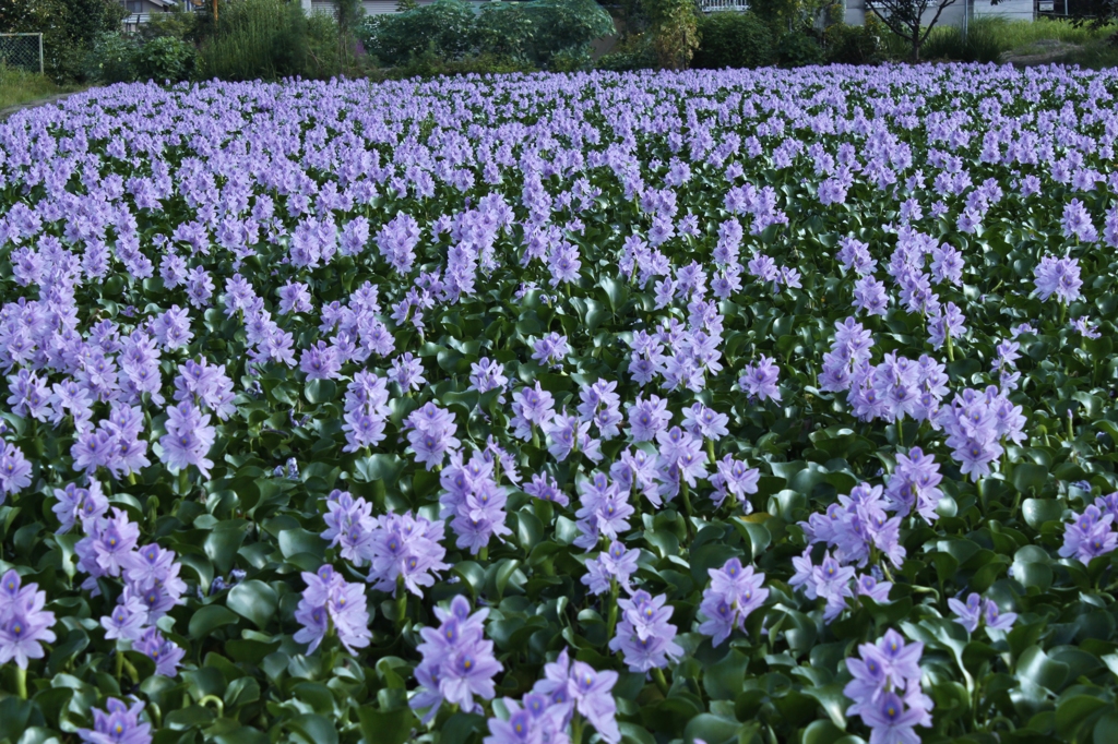 ほていあおいの花　2