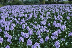 ほていあおいの花　2