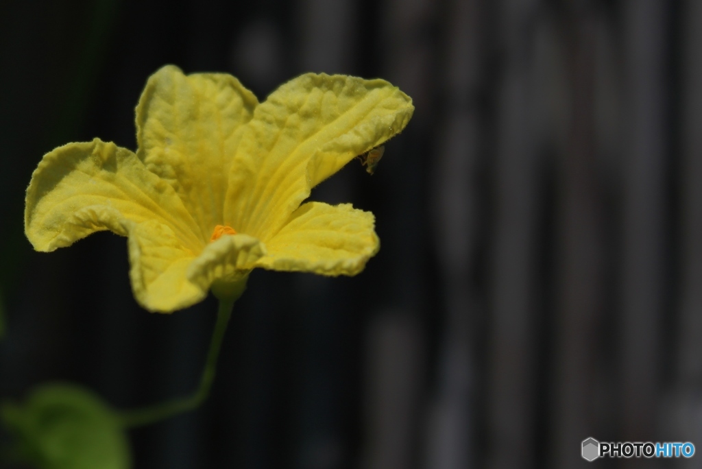 ごうやの花