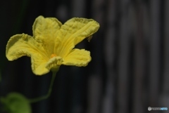 ごうやの花