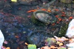 金魚たち