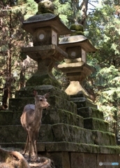 奈良の鹿