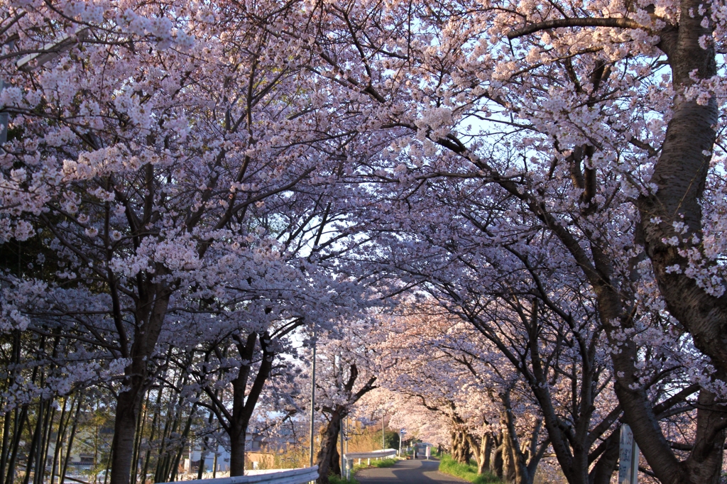 桜のくぐりぬけ