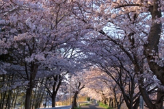 桜のくぐりぬけ