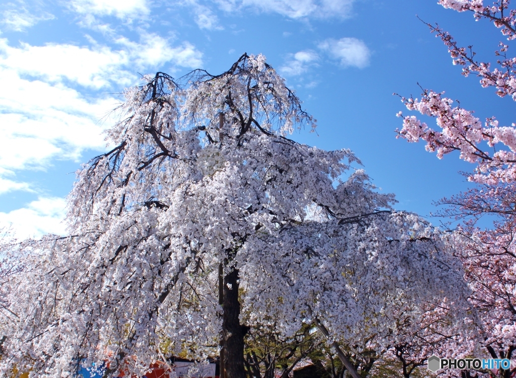 しだれ桜