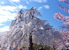 しだれ桜