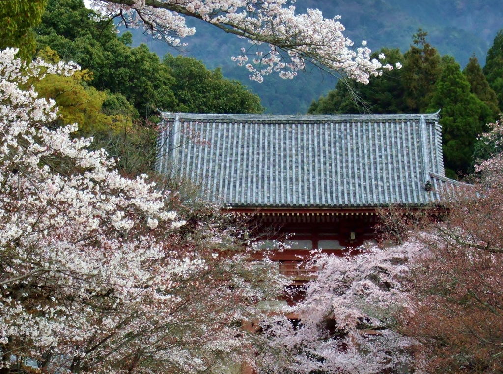 京都醍醐寺の桜　2